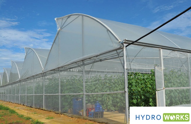 Các kiểu thiết kế nhà kính nhà màng trồng rau sạch phổ biến hiện nay - HydroWorks