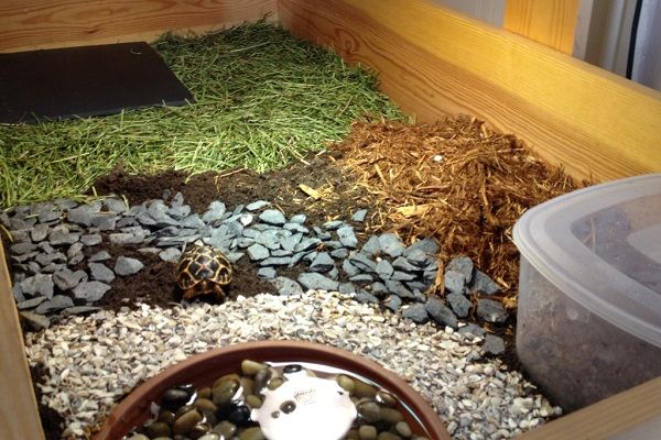 Tuổi nào hợp nuôi rùa tử vi phong thủy trong nhà? Cách nuôi rùa nước và quan tâm | Hungthinhreals
