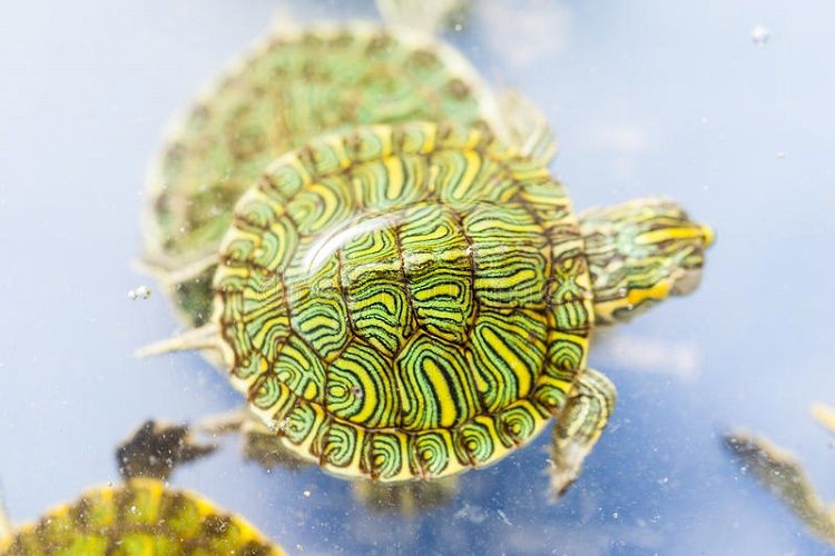 Tuổi nào hợp nuôi rùa tử vi phong thủy trong nhà? Cách nuôi rùa nước và quan tâm | Hungthinhreals